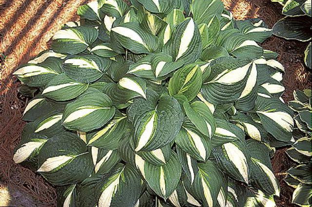 'Lakeside Spellbinder' Hosta Courtesy of Mary Chastain