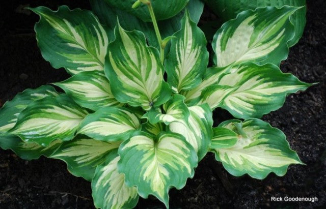 'Lakeside Paisley Print' Hosta Courtesy of Rick Goodenough