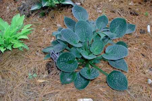 'Lakeside Beach Bum' Hosta Courtesy of Mary Chastain