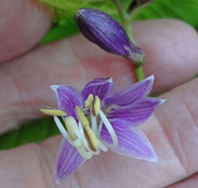 Hosta 'Lime Fizz' Courtesy of the Hosta Library
