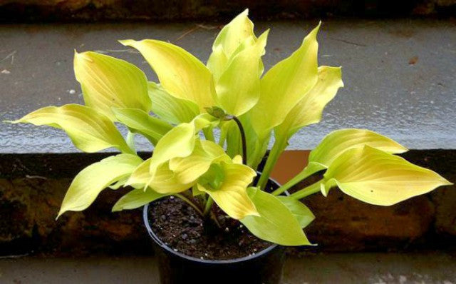 'Little Miss Sunshine' Hosta Courtesy of Alttara Scheer