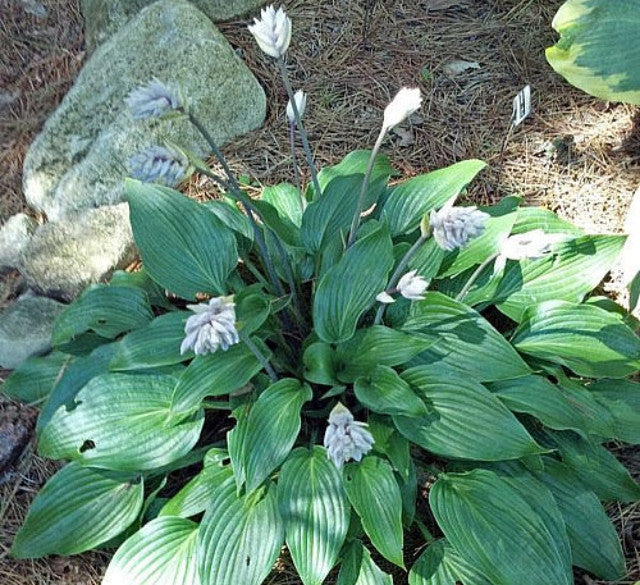 Hosta 'Majordomo' Courtesy of Mark Schmidt and the Hosta Library