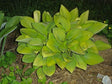 Hosta 'The Minnesota Mafia' Courtesy of the Hosta Library