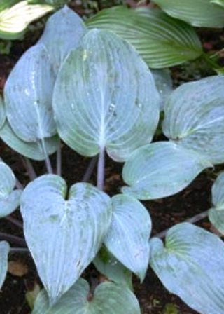 'Mr. Blue' Hosta