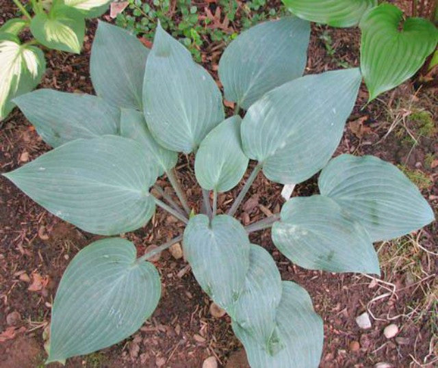 'Mr. Blue' Hosta Courtesy of Kathie Sisson