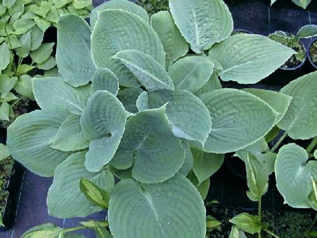 Hosta 'Paradise Blue Sky' Courtesy of Hugo Phillips and the Hosta Library