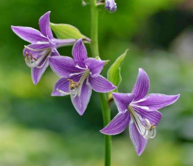 Paradise Sunset Hosta
