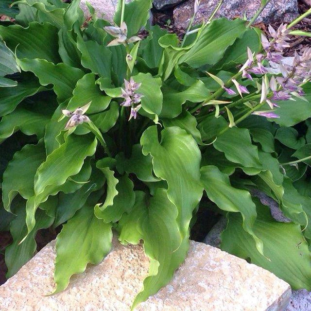 'Peppermint Twist' Hosta Courtesy of Dan Wols