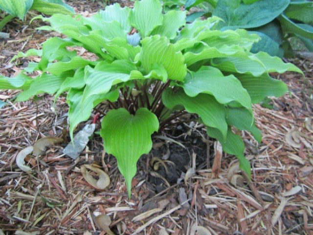 Hosta 'Pondering Parsippany' Courtesy of Jeff Moore