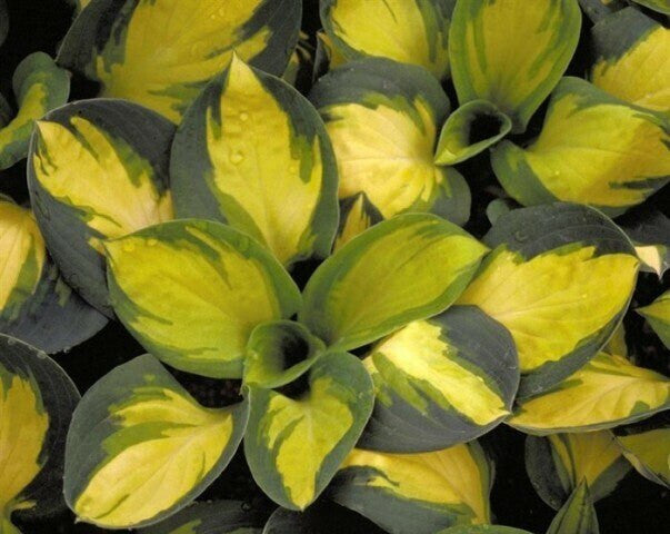 'Popcorn' Hosta Courtesy of Walters Gardens