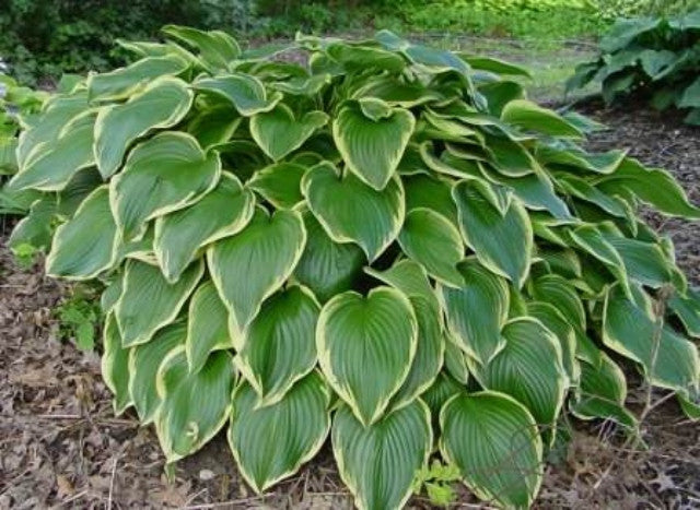 Hosta 'Prima Donna' Courtesy of Brian Skaggs and the Hosta Library