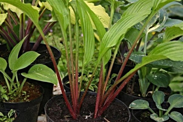 Hosta 'Red Stilts' Courtesy of the Hosta Library