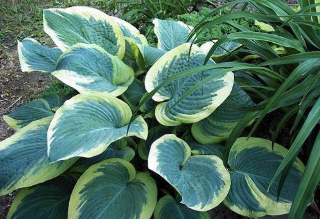 'Roseann Walter' Hosta Courtesy of Carol Brashear