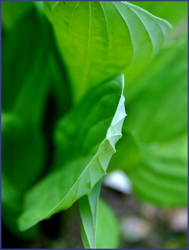 Hosta 'Scallion Pancakes' Courtesy of Alttara Scheer