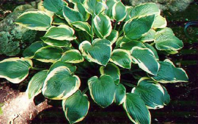 'Shawmut' Hosta Courtesy of Alex Malloy