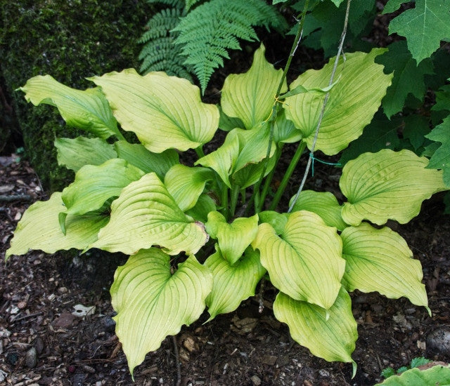 Hosta 'Sherlock' Courtesy of M&J Dalton