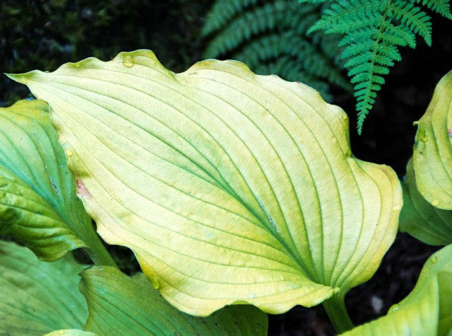 Hosta 'Sherlock' Courtesy of M&J Dalton