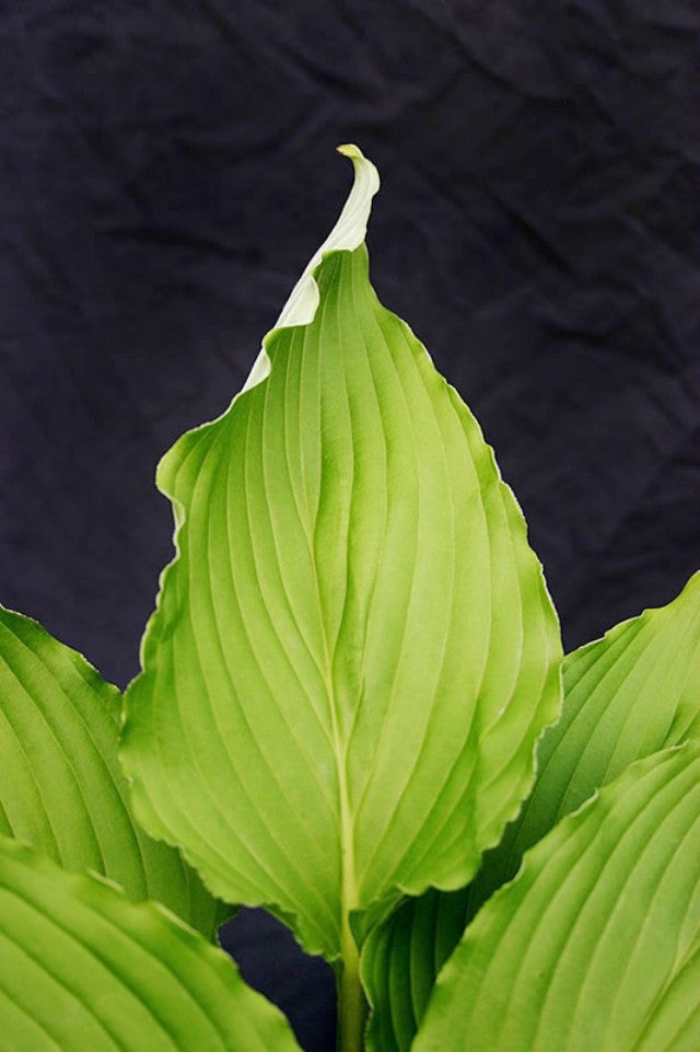 'Shimmy Shake' Hosta Courtesy of Alttara Scheer