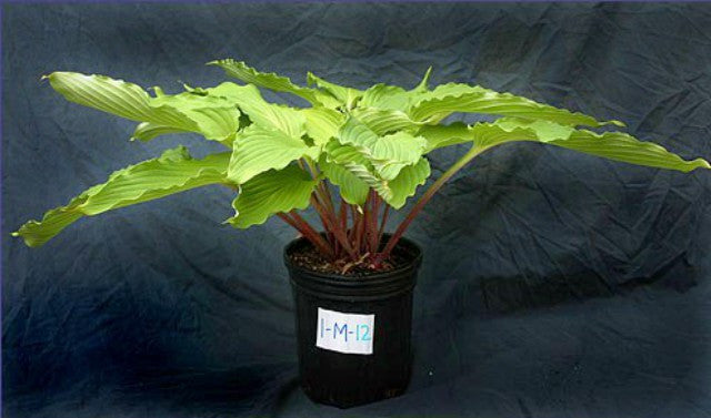 'Shimmy Shake' Hosta Courtesy of Alttara Scheer