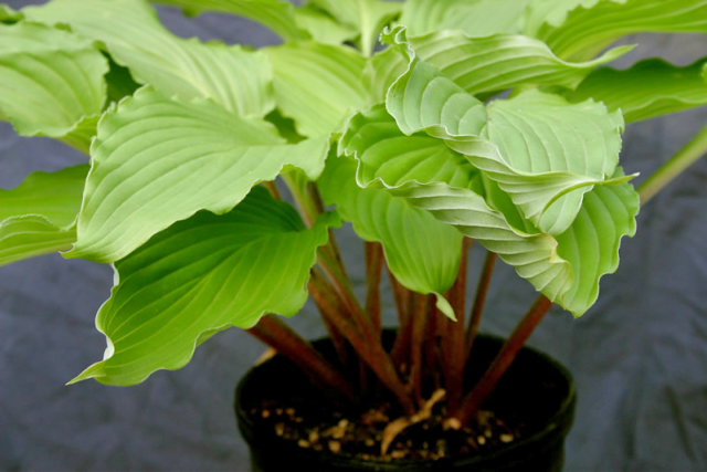 'Shimmy Shake' Hosta Courtesy of Alttara Scheer