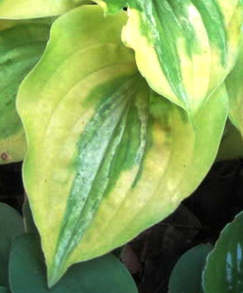 'Silver Threads and Golden Needles' Hosta