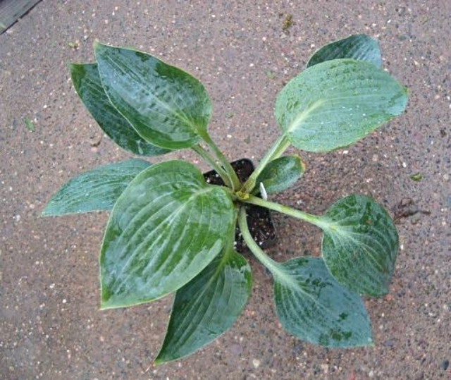 Hosta 'Silver Mist' Courtesy of Bob Balitewicz and the Hosta Library