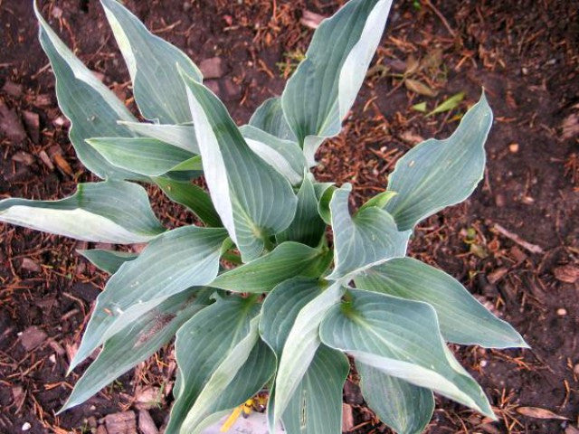 'Silver Tongued Devil' Hosta Courtesy of Don Dean