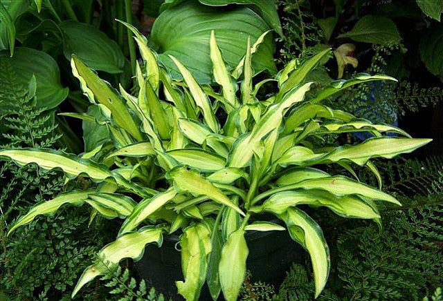 'Sizzle' Hosta