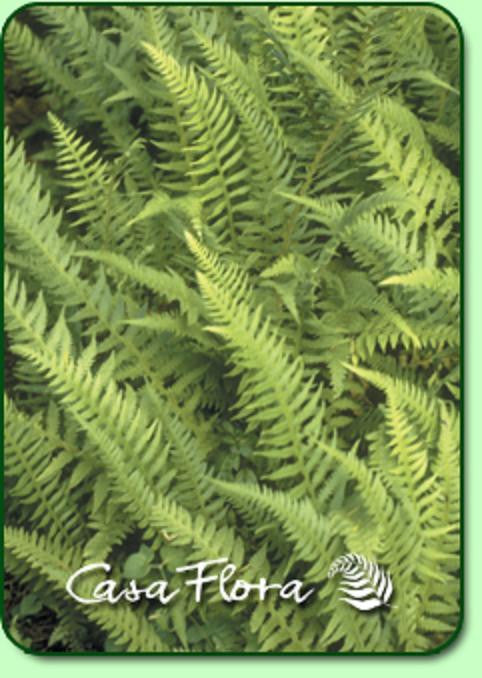 Japanese Beech Fern Courtesy of Casa Flora