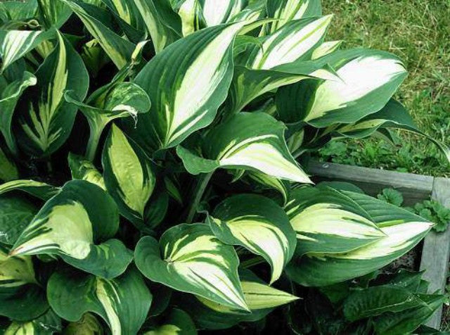 Hosta 'Tongue of Flame' Courtesy of Carol Brashear