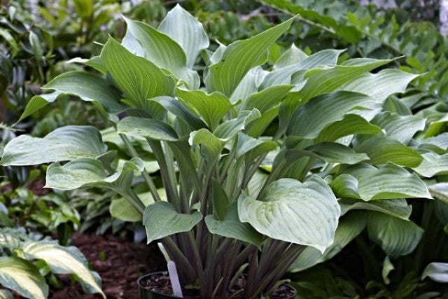 Hosta 'Violetta' Courtesy of Tom Van Elst and the Hosta Library