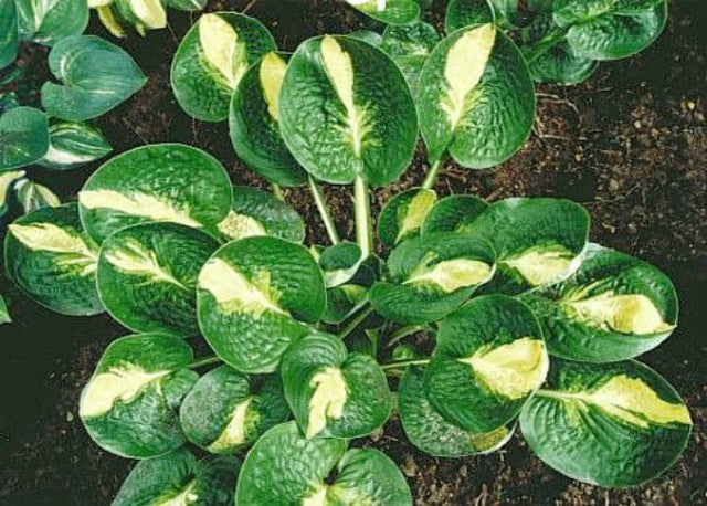 'Warwick Comet' Hosta Courtesy of Carol Brashear