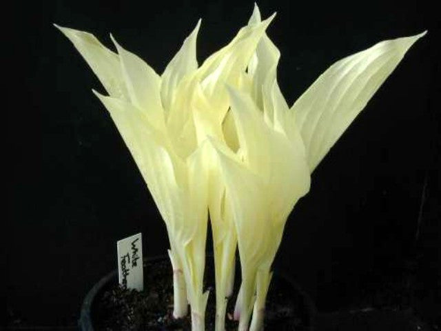 'White Feather' Hosta Courtesy of Carol Brashear