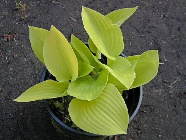 Hosta 'Zitronenfalter' Courtesy of the Hosta Library