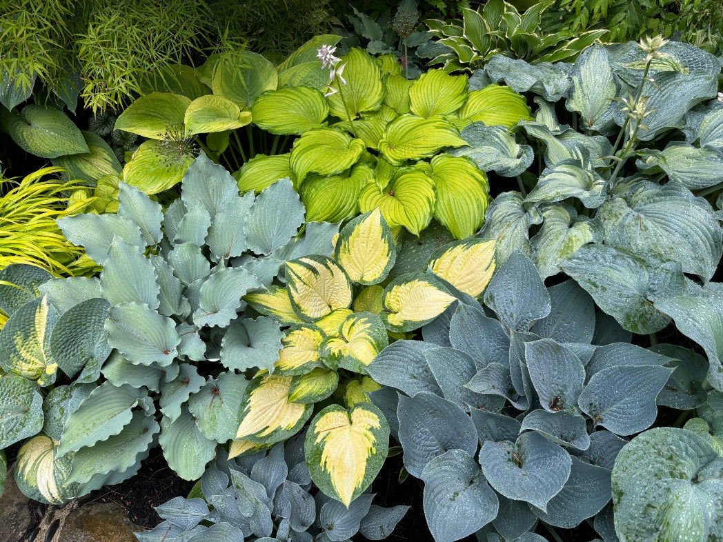 What is a Hosta and Why Should I Grow Hostas?