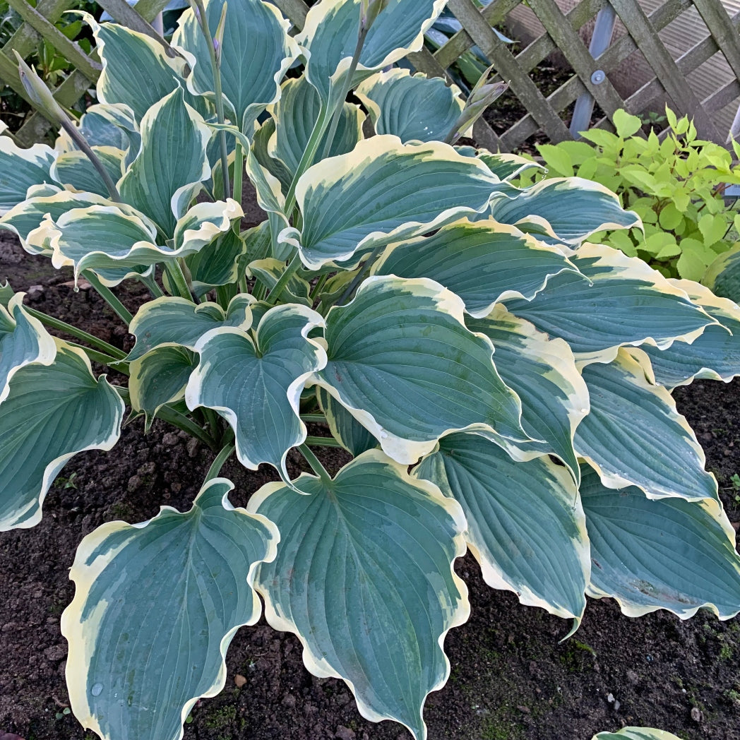 Welcome to Spring: Spotlight on Hosta ‘Hope Springs Eternal’ – NH Hostas