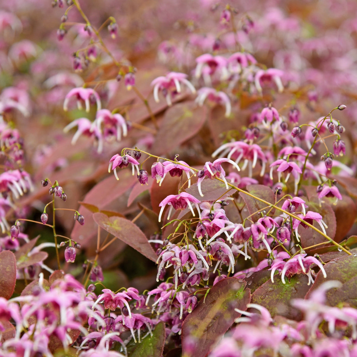 Epimediums