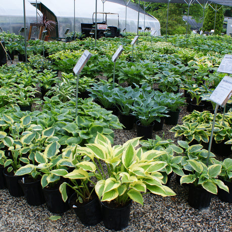 Displaying the two gallon size hostas we sell.