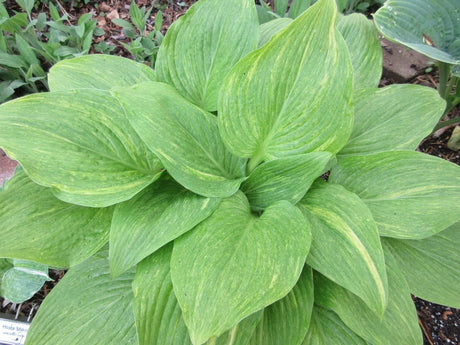 Mr. Mister Hosta - new for 2024