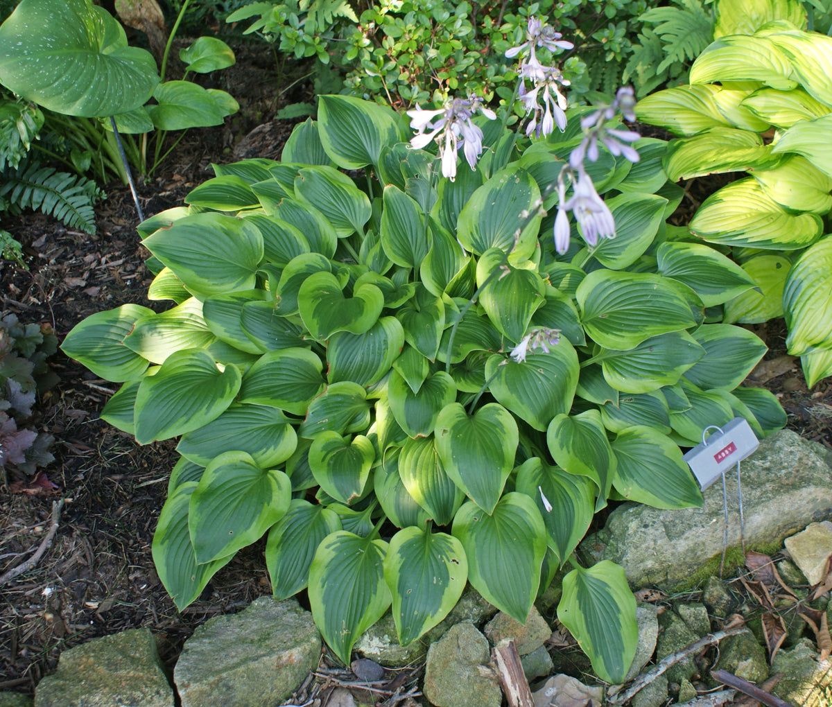 Hosta Ruggels Hostas by Name - See Our Hostas Listed Alphabetically – NH Hostas