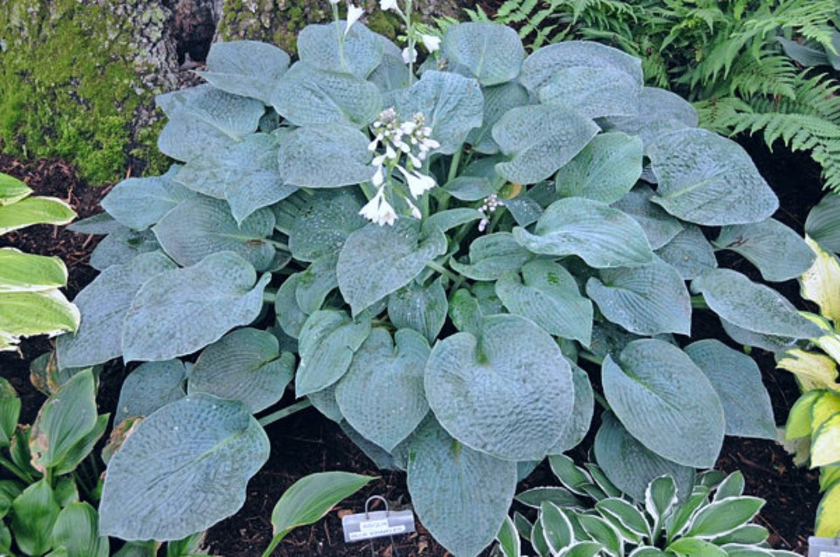 Abiqua Blue Crinkles Hosta