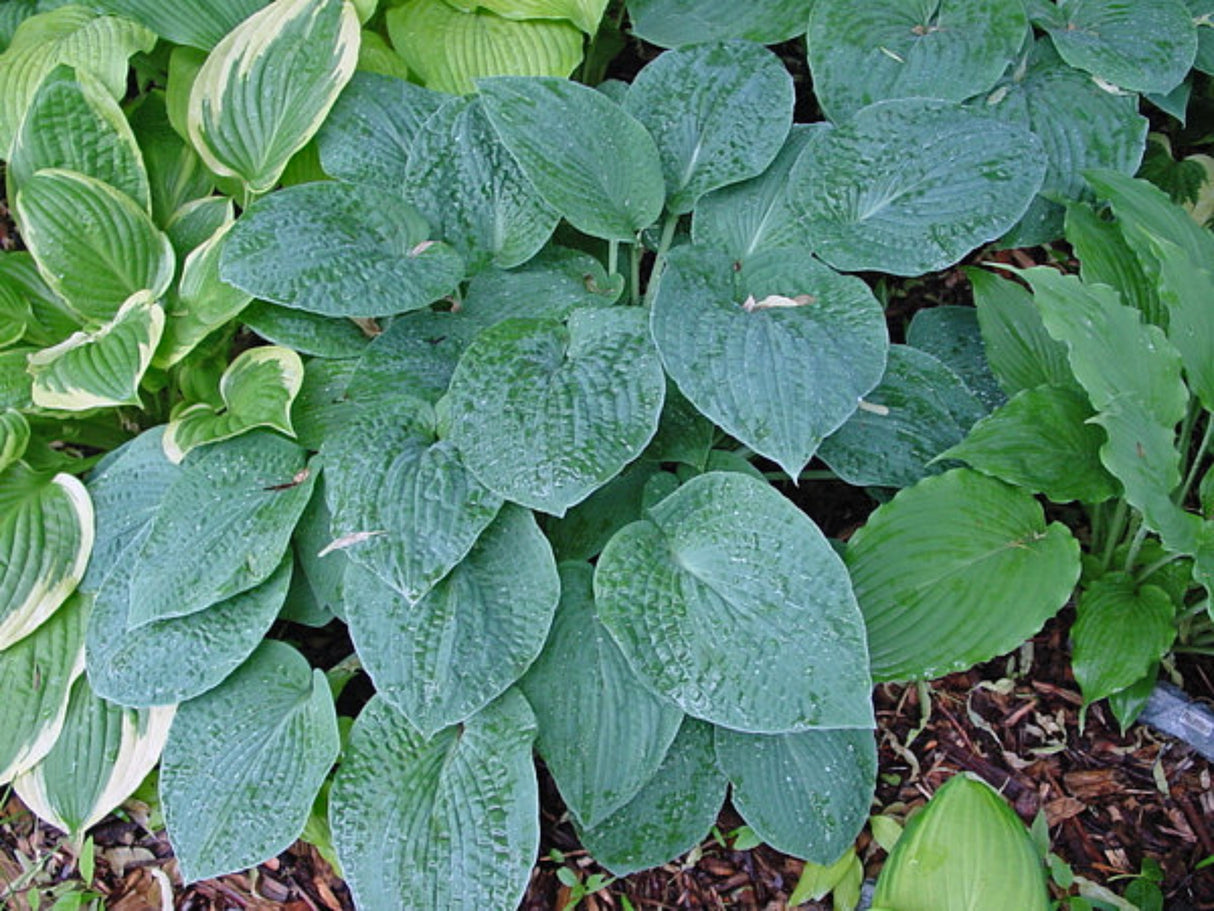 Abiqua Blue Crinkles Hosta