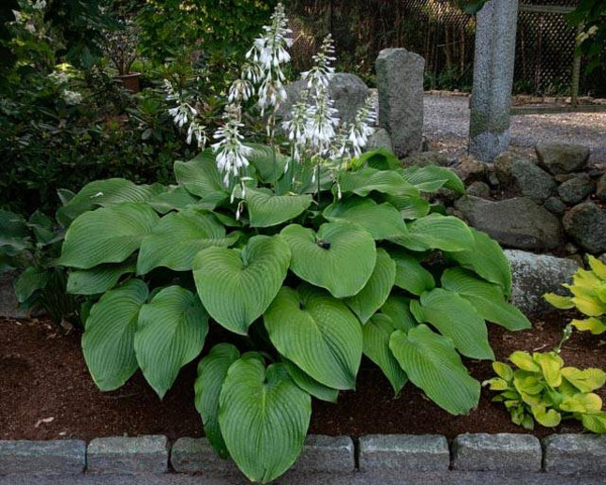 Abiqua Elephant Ears Hosta