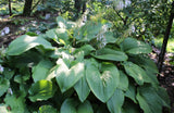 Abiqua Elephant Ears Hosta