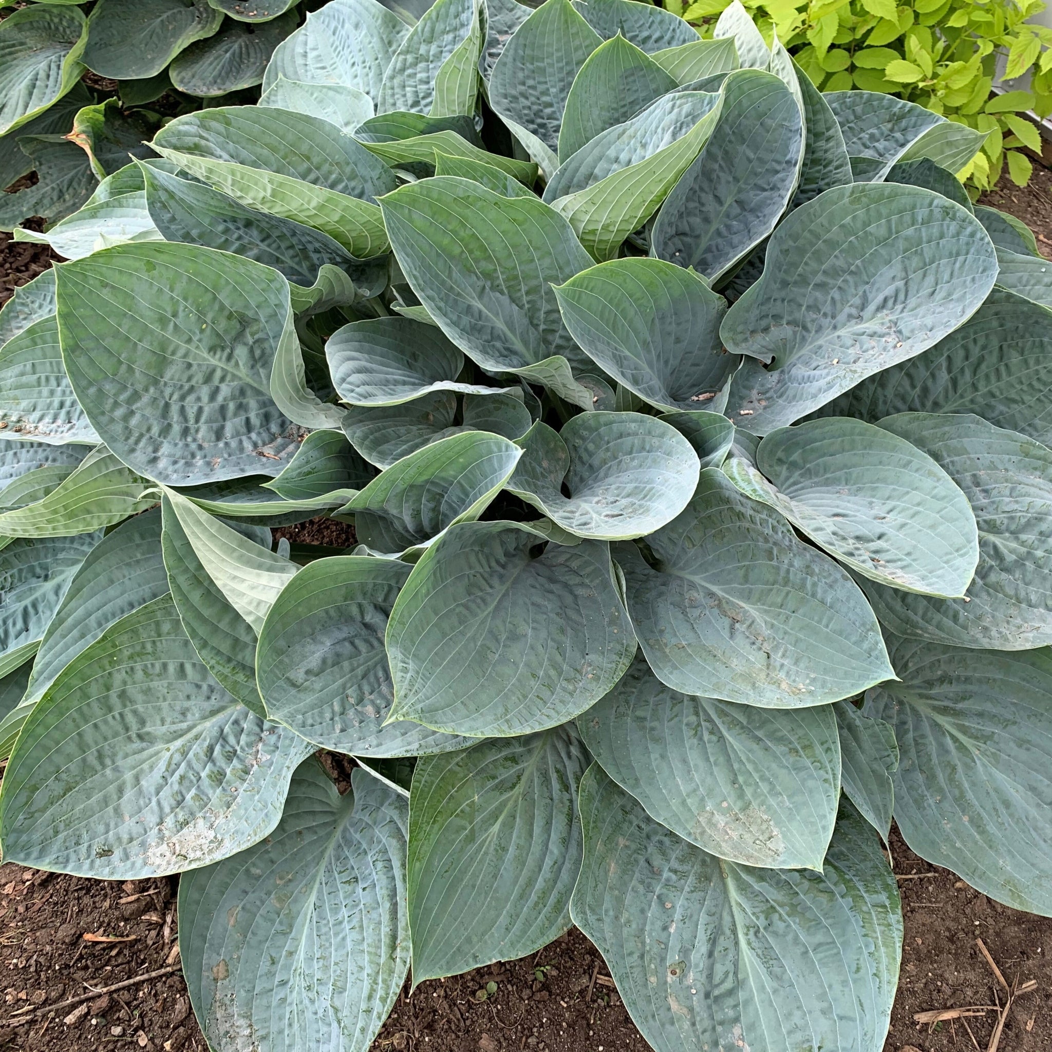 Above the Clouds PP34341 Hosta – NH Hostas