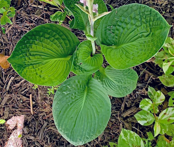 After Party Hosta Courtesy of Gail Russo and the Hosta Library