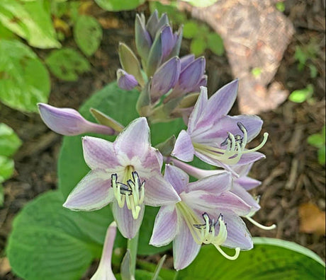 After Party Hosta Courtesy of Gail Russo and the Hosta Library