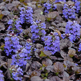 Ajuga 'Black Scallop' Courtesy of Walters Gardens