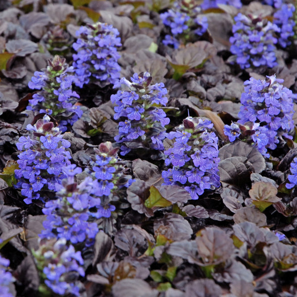 Ajuga 'Black Scallop' Courtesy of Walters Gardens