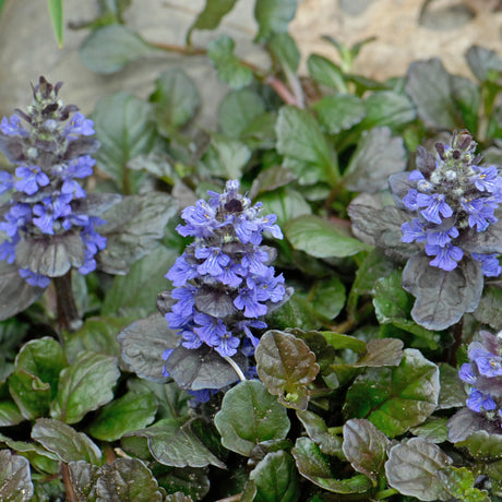 Ajuga 'Black Scallop' Courtesy of Walters Gardens